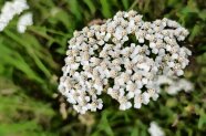 Eine Schafgarbe steht auf einer Wiese.