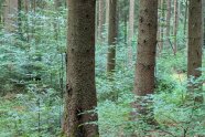 Neben den großen Fichten sieht man den Jungwuchs im Wald.