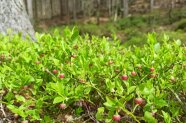 Heidelbeeren im Frühling mit unreifen, roten Früchten im Wald.