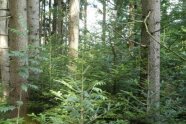Gemischte Naturverjüngung