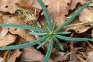 Draufansicht einer kleinen Tanne die im Waldboden wächst